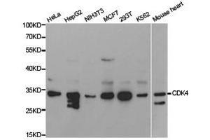 Western Blotting (WB) image for anti-Cyclin-Dependent Kinase 4 (CDK4) antibody (ABIN1871724) (CDK4 抗体)