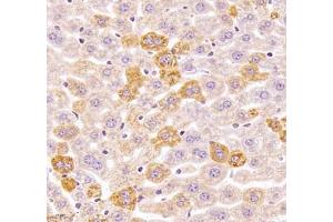 Immunohistochemistry of paraffin embedded mouse liver using Kiaa1324 (ABIN7073822) at dilution of 1:2500 (400x lens) (ELAPOR1 抗体)