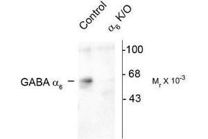 Image no. 1 for anti-gamma-aminobutyric Acid (GABA) A Receptor, alpha 6 (GABRA6) (Cytoplasmic Loop) antibody (ABIN372635)