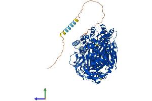 AlphaFold protein structure predicition of Human Recombinant ENPEP Protein, UniprotID Q07075