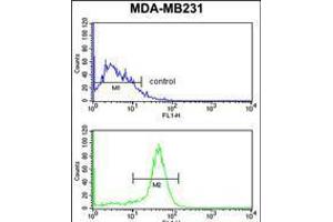 Flow cytometry analysis of MDA-MB231 cells (bottom histogram) compared to a negative control cell (top histogram). (ALDH2 抗体)