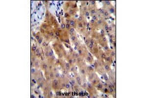 IL-27 Antibody (Center) (ABIN388443 and ABIN2848726) immunohistochemistry analysis in formalin fixed and paraffin embedded human liver tissue followed by peroxidase conjugation of the secondary antibody and DAB staining. (IL-27 抗体  (AA 57-87))