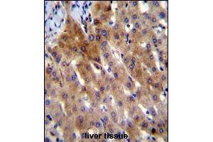 IL-27 Antibody (Center) (ABIN388443 and ABIN2848726) immunohistochemistry analysis in formalin fixed and paraffin embedded human liver tissue followed by peroxidase conjugation of the secondary antibody and DAB staining. (IL-27 抗体  (AA 57-87))