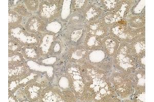 ABIN6263353 and ABIN6272349 at 1/100 staining human normal kidney tissue by IHC-P. (Mrgprf 抗体  (C-Term))