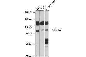 Western blot analysis of extracts of various cell lines, using  antibody (ABIN7265437) at 1:1000 dilution. (ADAM32 抗体  (AA 703-787))