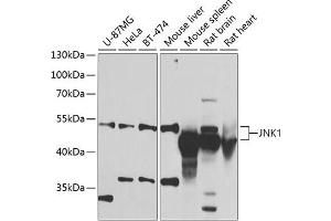 Western blot analysis of extracts of various cell lines, using JNK1 antibody (ABIN6130863, ABIN6143534, ABIN6143535 and ABIN6219548) at 1:1000 dilution. (JNK 抗体  (AA 245-345))