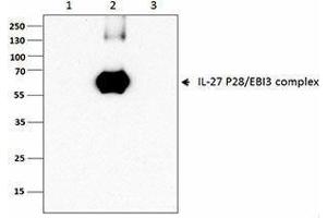 Flow Cytometry (FACS) image for anti-IL-27/IL-35 EBI3 Subunit (Dimer), (Heterodimer), (Monomer) antibody (ABIN2665152) (IL-27/IL-35 EBI3 Subunit (Dimer), (Heterodimer), (Monomer) 抗体)