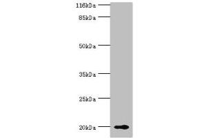 Western blot All lanes: RBP5 antibody at 8 μg/mL + Mouse liver tissue Secondary Goat polyclonal to rabbit IgG at 1/10000 dilution Predicted band size: 16 kDa Observed band size: 20 kDa (Retinol Binding Protein 5 抗体  (AA 1-135))