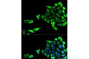 Immunofluorescence (IF) image for anti-Glutamic-Oxaloacetic Transaminase 1, Soluble (Aspartate Aminotransferase 1) (GOT1) antibody (ABIN7261774)