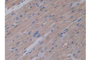 IHC-P analysis of Mouse Heart Tissue, with DAB staining. (Olfactomedin 4 抗体  (AA 238-500))