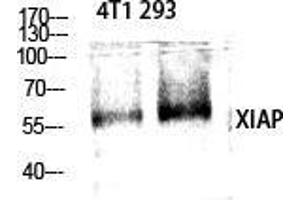 Western Blot (WB) analysis of specific cells using XIAP Polyclonal Antibody. (XIAP 抗体  (Ser144))
