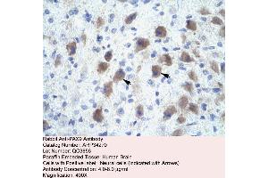 Rabbit Anti-PAX9 Antibody  Paraffin Embedded Tissue: Human Brain Cellular Data: Neural Cells Antibody Concentration: 4. (PAX9 抗体  (N-Term))