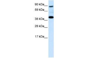 SERPINF1 antibody (70R-10572) used at 0. (PEDF 抗体  (N-Term))