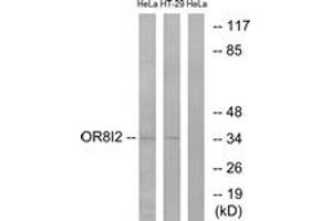 Western Blotting (WB) image for anti-Olfactory Receptor, Family 8, Subfamily I, Member 2 (OR8I2) (AA 55-104) antibody (ABIN2891056) (OR8I2 抗体  (AA 55-104))