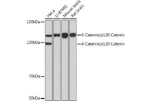 Western blot analysis of extracts of various cell lines, using δ-Catenin/p120 Catenin Rabbit mAb (ABIN7266144) at 1:1000 dilution. (CTNND1 抗体)