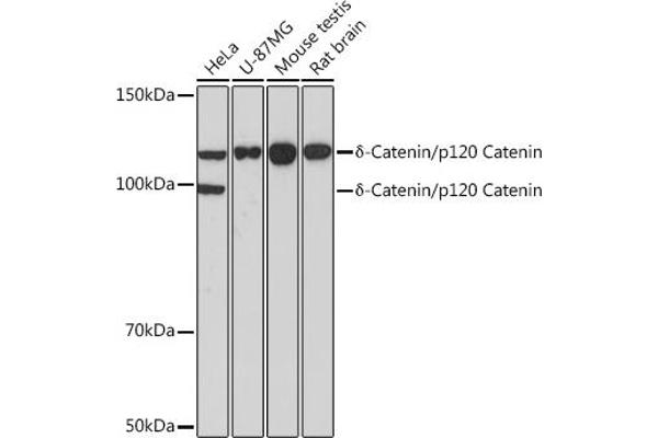 CTNND1 抗体
