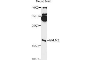 Western blot analysis of extracts of mouse brain, using GREM2 antibody (ABIN6293117) at 1:3000 dilution. (GREM2 抗体)