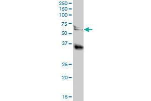 LGMN MaxPab polyclonal antibody. (LGMN 抗体  (AA 1-433))