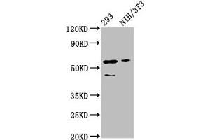 Western Blot Positive WB detected in: 293 whole cell lysate, NIH/3T3 whole cell lysate All lanes: RELA antibody at 3 μg/mL Secondary Goat polyclonal to rabbit IgG at 1/50000 dilution Predicted band size: 61, 59, 60 kDa Observed band size: 61 kDa (NF-kB p65 抗体  (AA 1-210))
