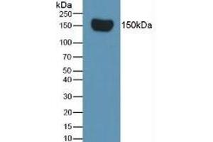 Mouse Capture antibody from the kit in WB with Positive Control: Sample Rat Serum. (Complement Factor H ELISA 试剂盒)