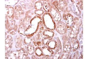 IHC-P Image SOCS4 antibody [C3], C-term detects SOCS4 protein at cytoplasm on human normal kidney by immunohistochemical analysis. (SOCS4 抗体  (C-Term))