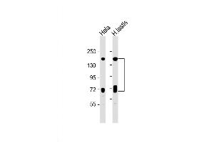 Western Blot at 1:1000 dilution Lane 1: Hela whole cell lysate Lane 2: human testis lysate Lysates/proteins at 20 ug per lane. (NASP 抗体  (N-Term))