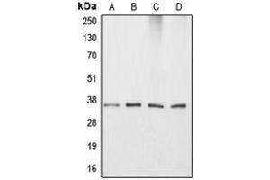 Western blot analysis of Apolipoprotein E expression in HeLa (A), HepG2 (B), NIH3T3 (C), PC12 (D) whole cell lysates. (APOE 抗体  (Center))
