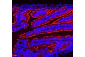 Immunofluorescence of paraffin embedded mouse ovary using NRG2 (ABIN7074804) at dilution of 1: 500 (400x lens) (Neuregulin 2 抗体)