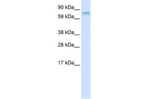 Western Blotting (WB) image for anti-Far Upstream Element (FUSE) Binding Protein 1 (FUBP1) antibody (ABIN2461190) (FUBP1 抗体)
