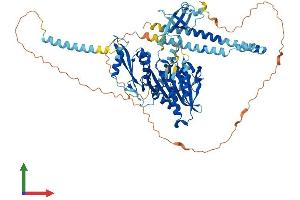 Protein Structure (PS) image for Kinesin Family Member 2C (KIF2C) (AA 1-721) protein (His tag) (ABIN7560239)
