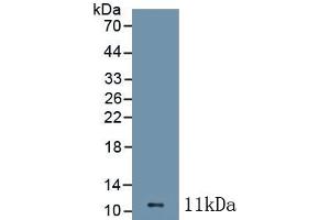Detection of Recombinant CCL1, Mouse using Polyclonal Antibody to Chemokine C-C-Motif Ligand 1 (CCL1) (CCL1 抗体  (AA 24-92))