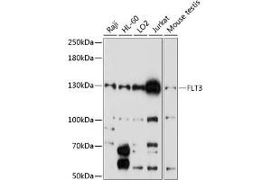 Western blot analysis of extracts of various cell lines, using FLT3 antibody (ABIN6134576, ABIN6140691, ABIN6140694 and ABIN6216061) at 1:1000 dilution. (FLT3 抗体  (AA 650-750))