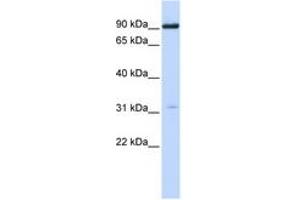 Image no. 1 for anti-Cholinergic Receptor, Nicotinic, alpha 4 (CHRNA4) (N-Term) antibody (ABIN6744370) (CHRNA4 抗体  (N-Term))