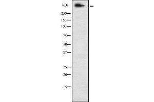Western blot analysis of Dystrophin using NIH-3T3 whole cell lysates (Dystrophin 抗体  (Internal Region))