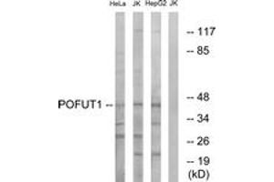 Western blot analysis of extracts from Jurkat/HeLa/HepG2 cells, using POFUT1 Antibody. (POFUT1 抗体  (AA 331-380))