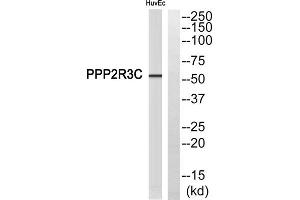 Western blot analysis of extracts from HuvEc cells, using PPP2R3C antibody. (PPP2R3C 抗体  (Internal Region))