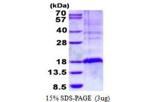 Image no. 1 for TSC22 Domain Family, Member 3 (TSC22D3) protein (His tag) (ABIN1098422) (TSC22D3 Protein (His tag))