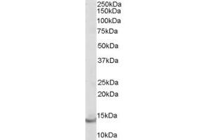 Image no. 4 for anti-Parvalbumin (PVALB) (C-Term) antibody (ABIN185412)