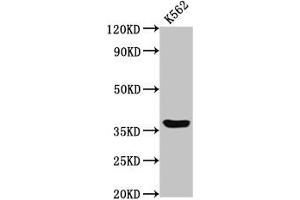 Western Blot Positive WB detected in: K562 whole cell lysate All lanes: GPR12 antibody at 2 μg/mL Secondary Goat polyclonal to rabbit IgG at 1/50000 dilution Predicted band size: 37 kDa Observed band size: 37 kDa (G Protein-Coupled Receptor 12 抗体  (AA 1-48))