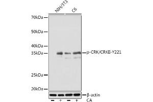Western blot analysis of extracts of various cell lines, using Phospho-CRK/CRKII-Y221 Rabbit mAb (ABIN7271253) at 1:1000 dilution. (Crk 抗体  (pTyr221))