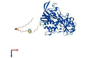 FOXRED1 Protein (AA 1-487) (His tag)