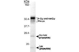Detection of Lox in MC3T3-E1 cell lysate using Lox polyclonal antibody . (LOX 抗体  (AA 78-115))