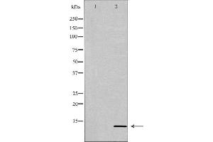 Western blot analysis of extracts of HeLa, using PATE3 antibody. (PATE3 抗体  (Internal Region))