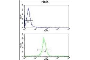 KIF11 Antibody (N-term) (ABIN653041 and ABIN2842655) flow cytometry analysis of Hela cells (bottom histogram) compared to a negative control cell (top histogram). (KIF11 抗体  (N-Term))