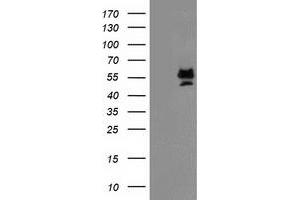 Image no. 1 for anti-Protein Arginine Methyltransferase 2 (PRMT2) antibody (ABIN1500418) (PRMT2 抗体)