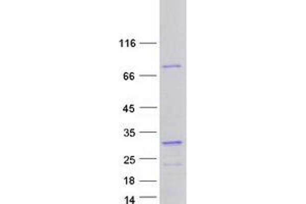 RAVER1 Protein (Myc-DYKDDDDK Tag)