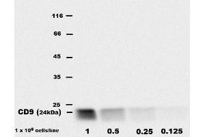 Detection of CD9 inbone marrow-derived mast cell (BMMC) lysates by rat monoclonal EM-04 antibody. (CD9 抗体  (APC))