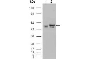 Western blot analysis using Calreticulin mouse mAb against HEK293T cells transfected with the pCMV6-ENTRY control (1) and pCMV6-ENTRY Calreticulin cDNA (2). (Calreticulin 抗体)