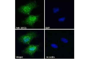 Immunofluorescence (IF) image for anti-Monoamine Oxidase B (MAOB) (Internal Region) antibody (ABIN185506)