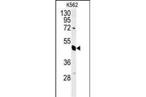 EIF3G Antibody (Center) (ABIN651535 and ABIN2840284) western blot analysis in K562 cell line lysates (35 μg/lane). (EIF3G 抗体  (AA 209-238))
